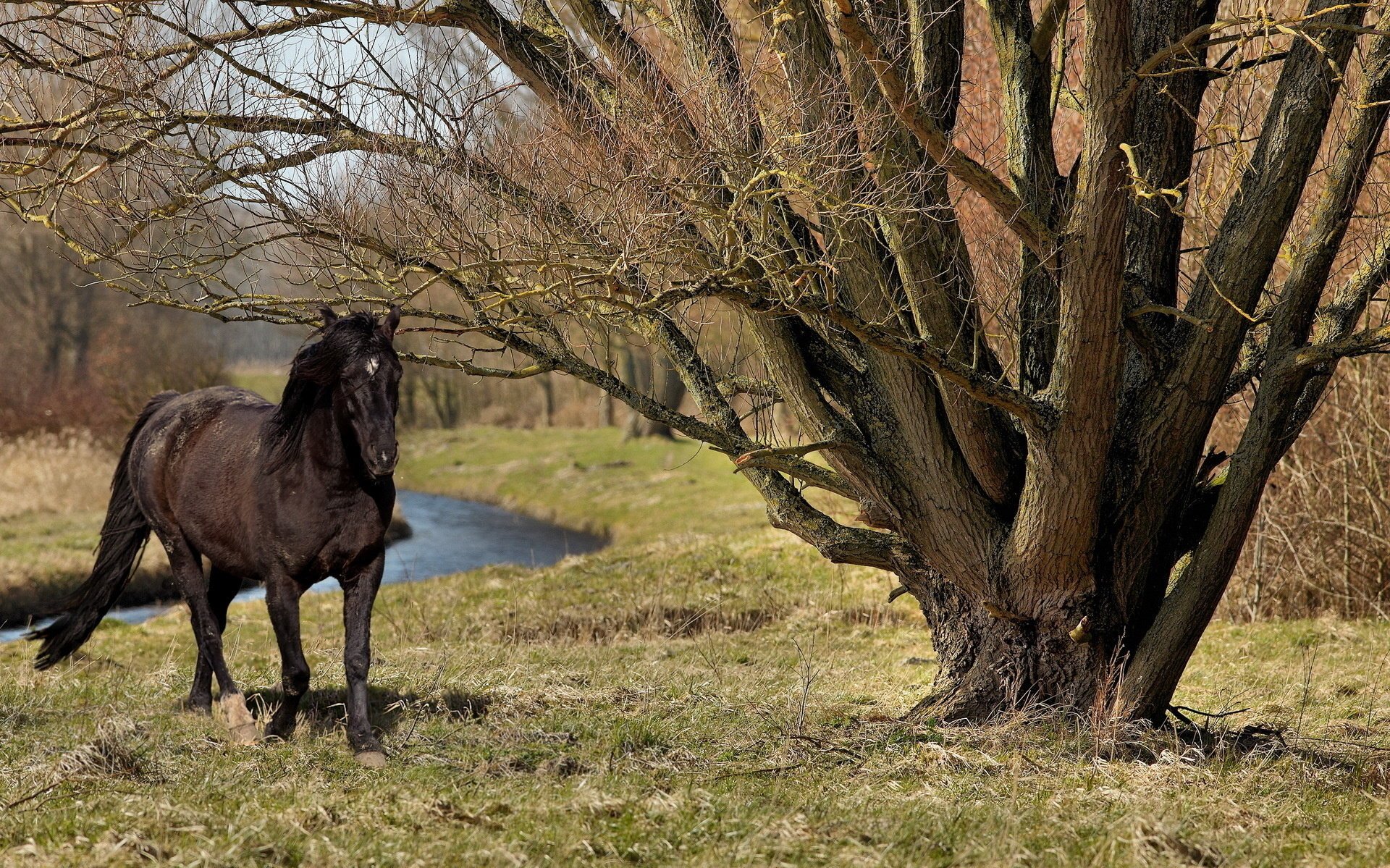 horse tree nature summer horse watering hole pasture grass river forest stallion black horse branches animals ungulates horses tree