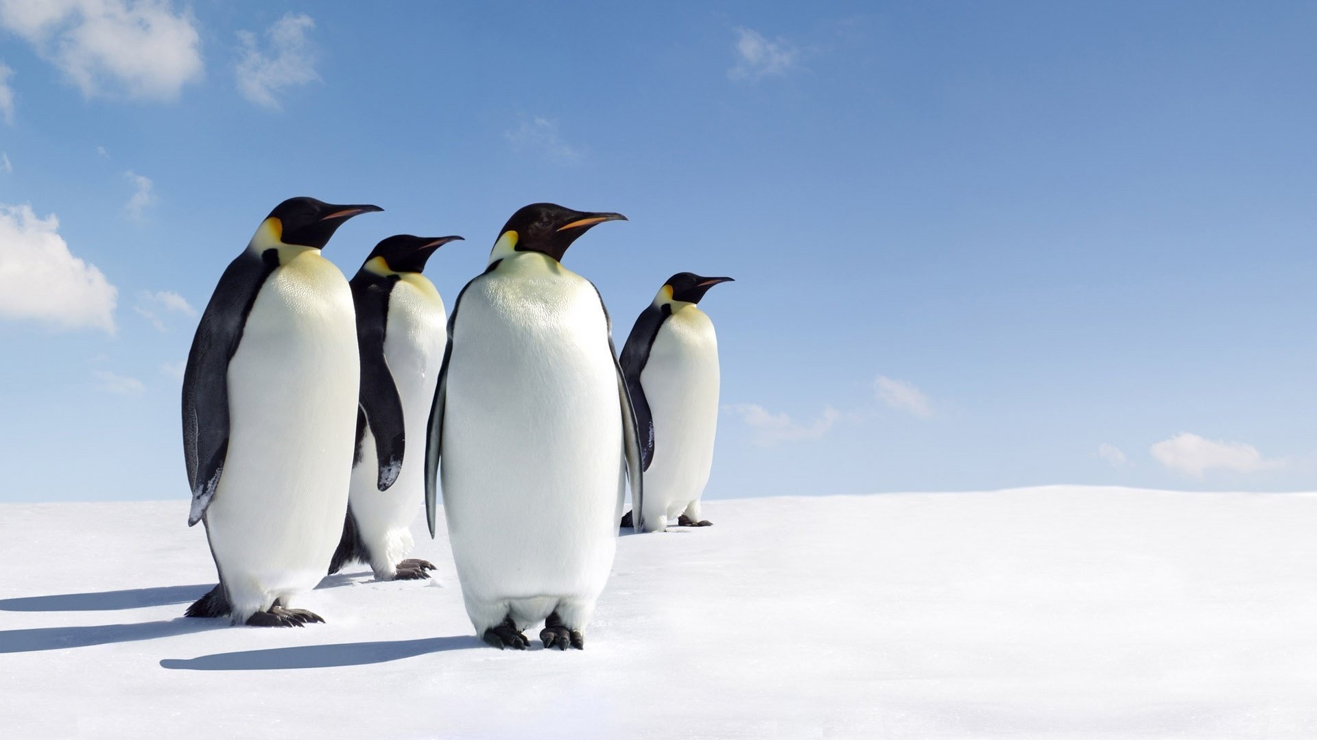 pingouins oiseaux animaux neige nord ciel nuages famille hiver