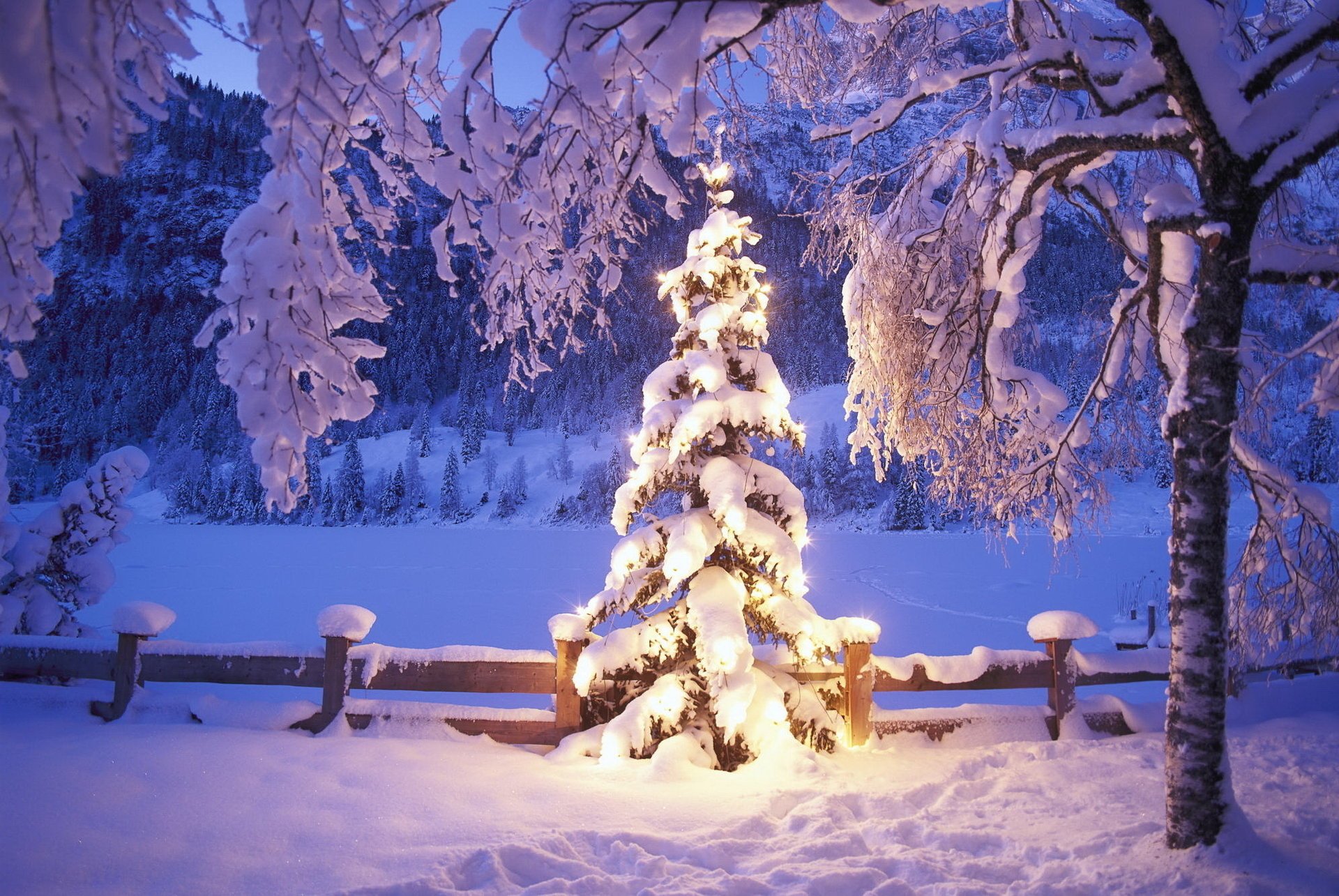 albero di natale albero scintillante inverno luci neve capodanno derive recinzione recinzione foresta luci alberi innevati albero impronte sera manto nevoso vacanza