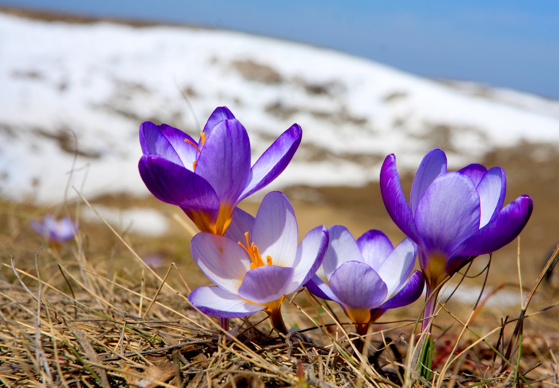 kwiaty wiosna krokusy kwitnienie natura wiesiołek śnieg