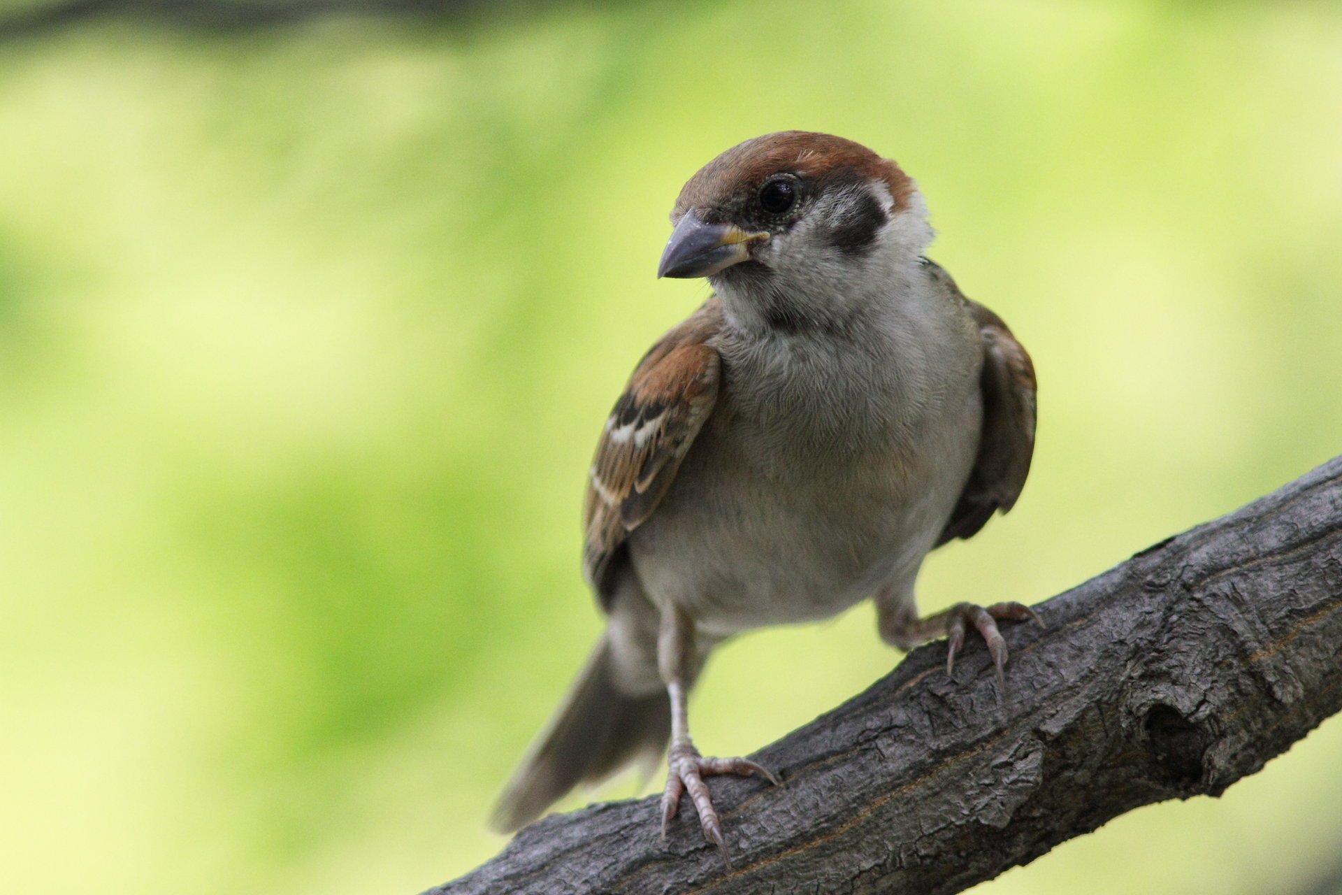 moineau oiseaux nature à plumes gros plan animaux