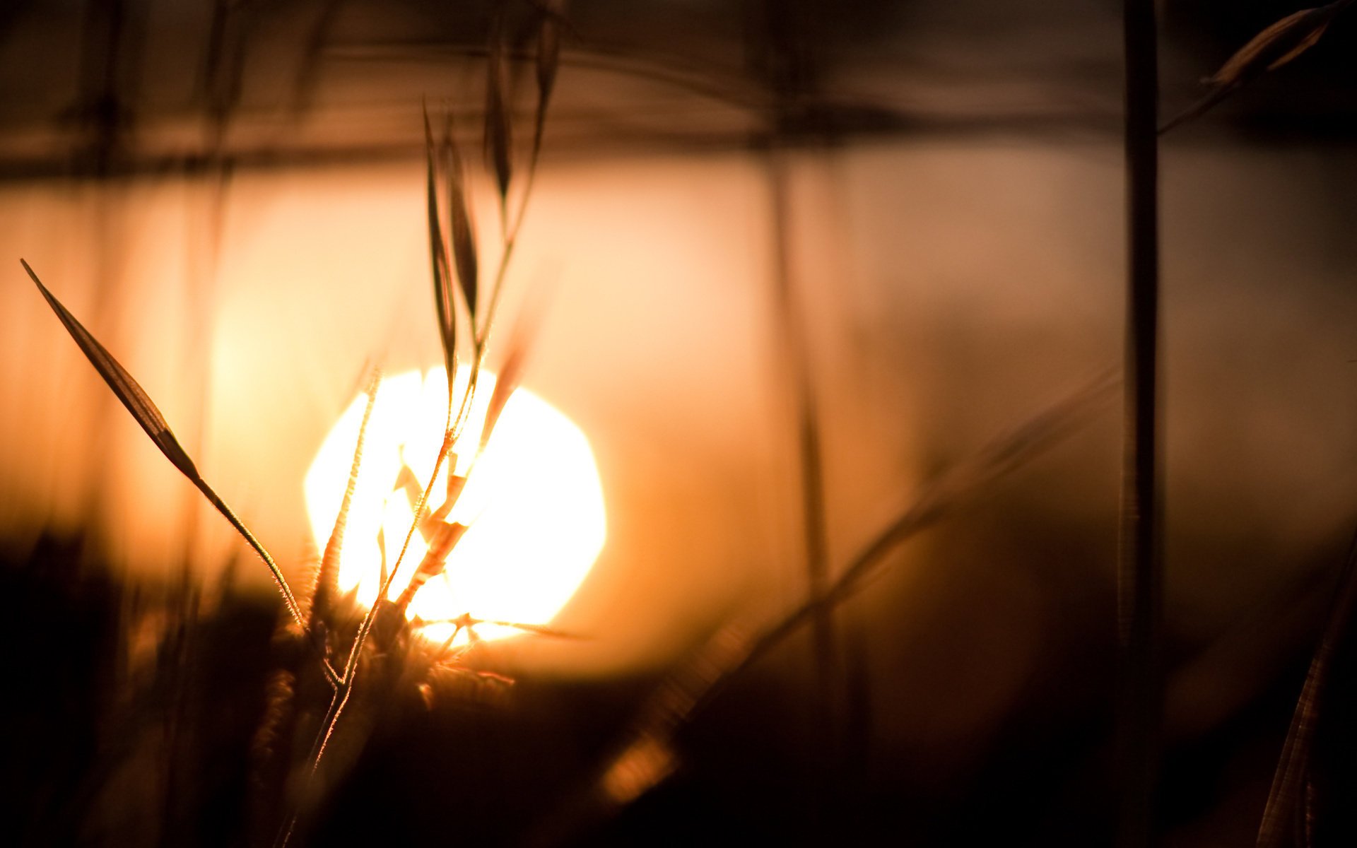 cook ket soleil nature coucher de soleil épis gros plan eau réflexion