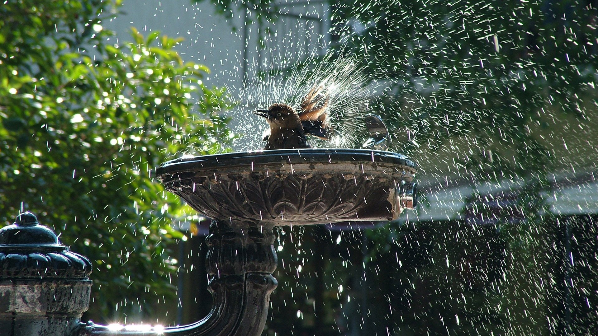 rouge ble animaux oiseaux fontaine arbres nature à plumes