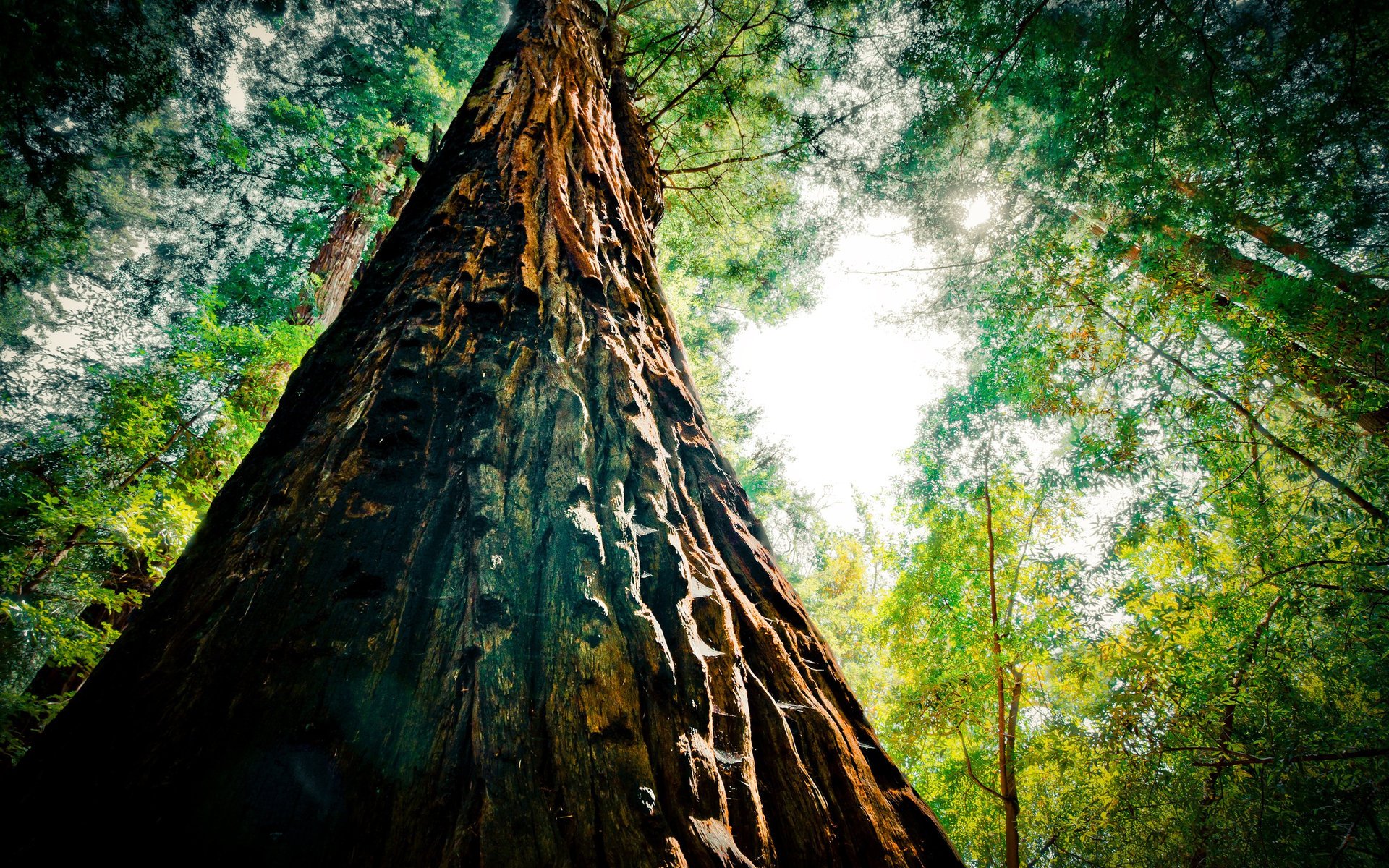 cook chum alberi foresta verde macro