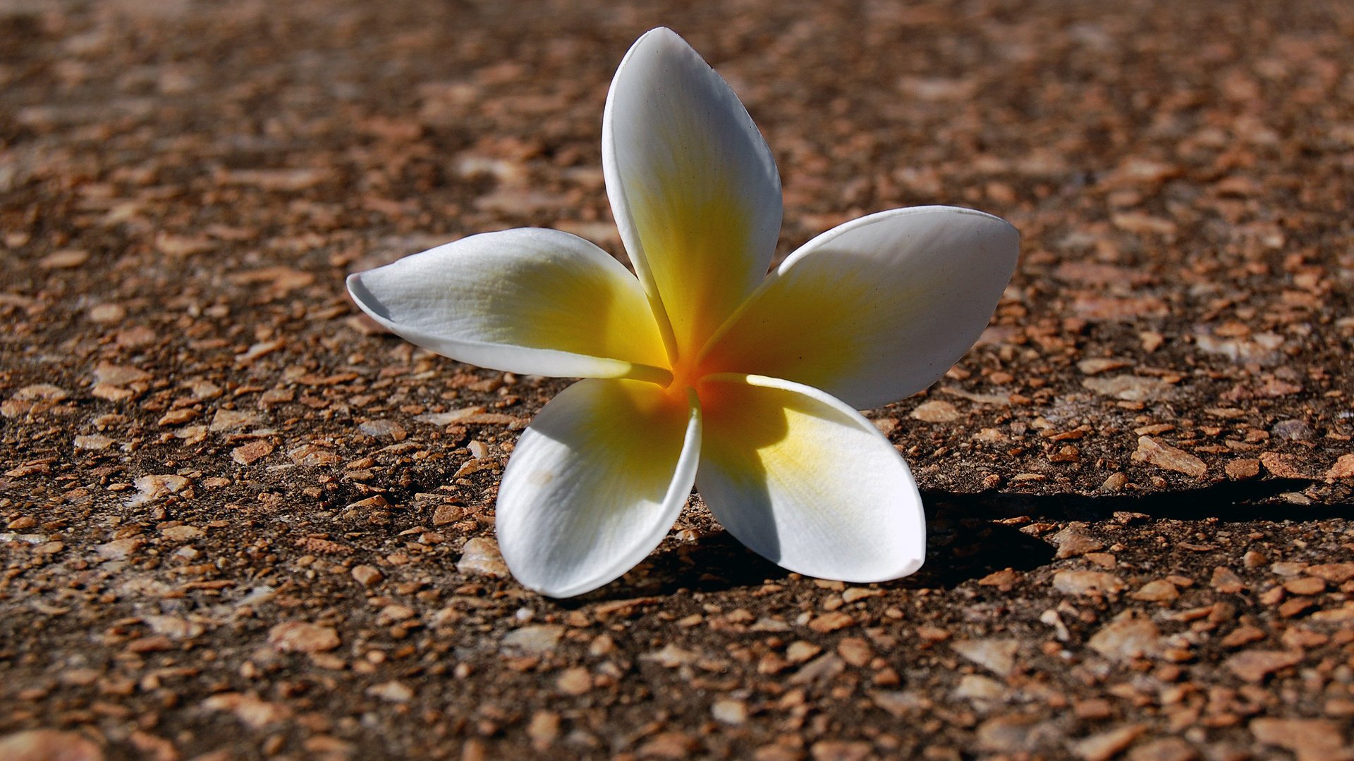 flores pic nic macro luz sombra tierra