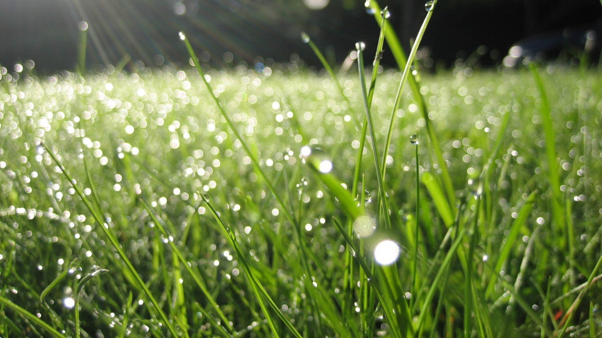 lichtung makro rot ble grün gras tropfen