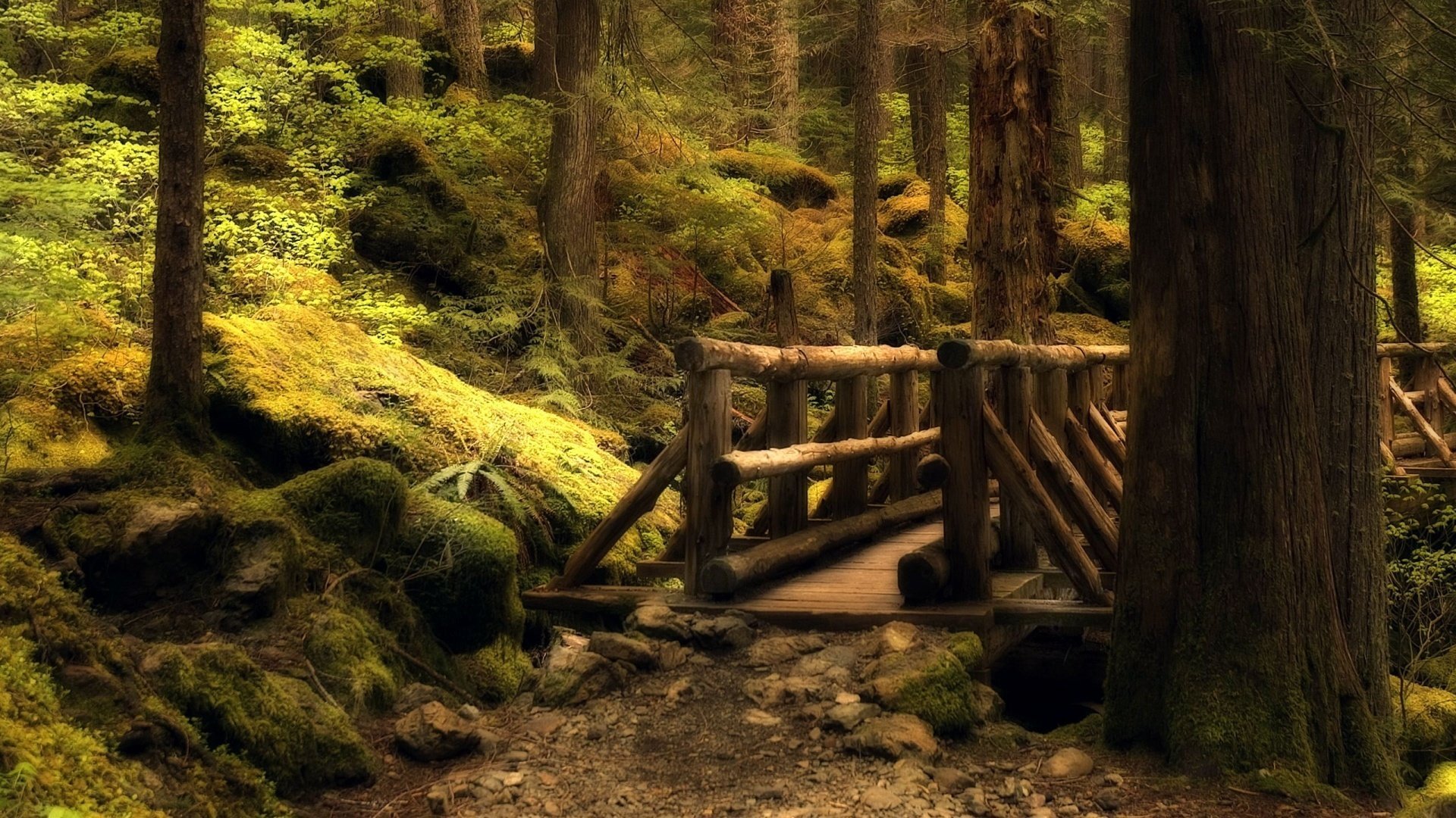 red blay nature forest bridges trees road earth stones thickets leaves mo