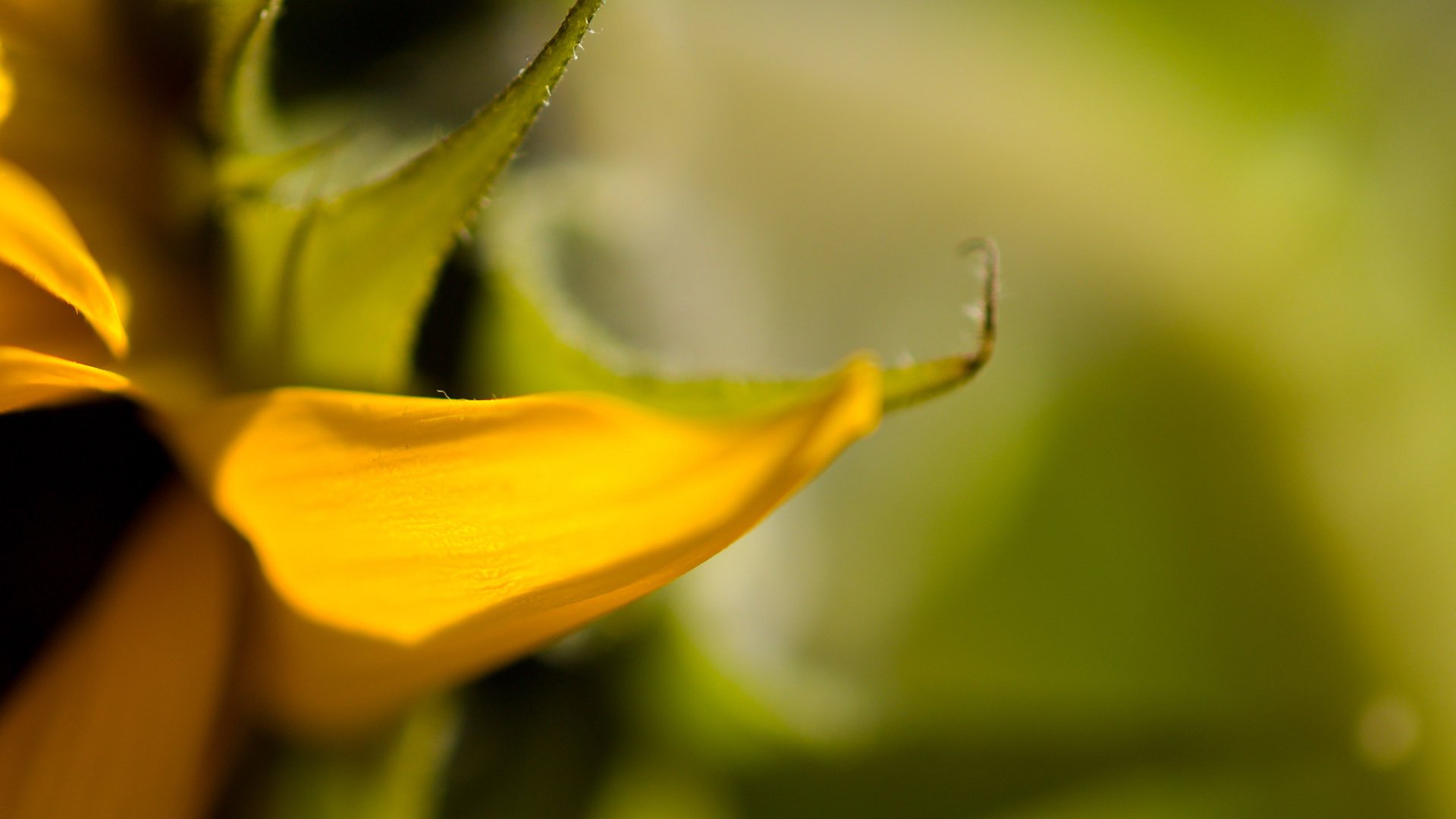 minimalism red blay nature macro plant flower