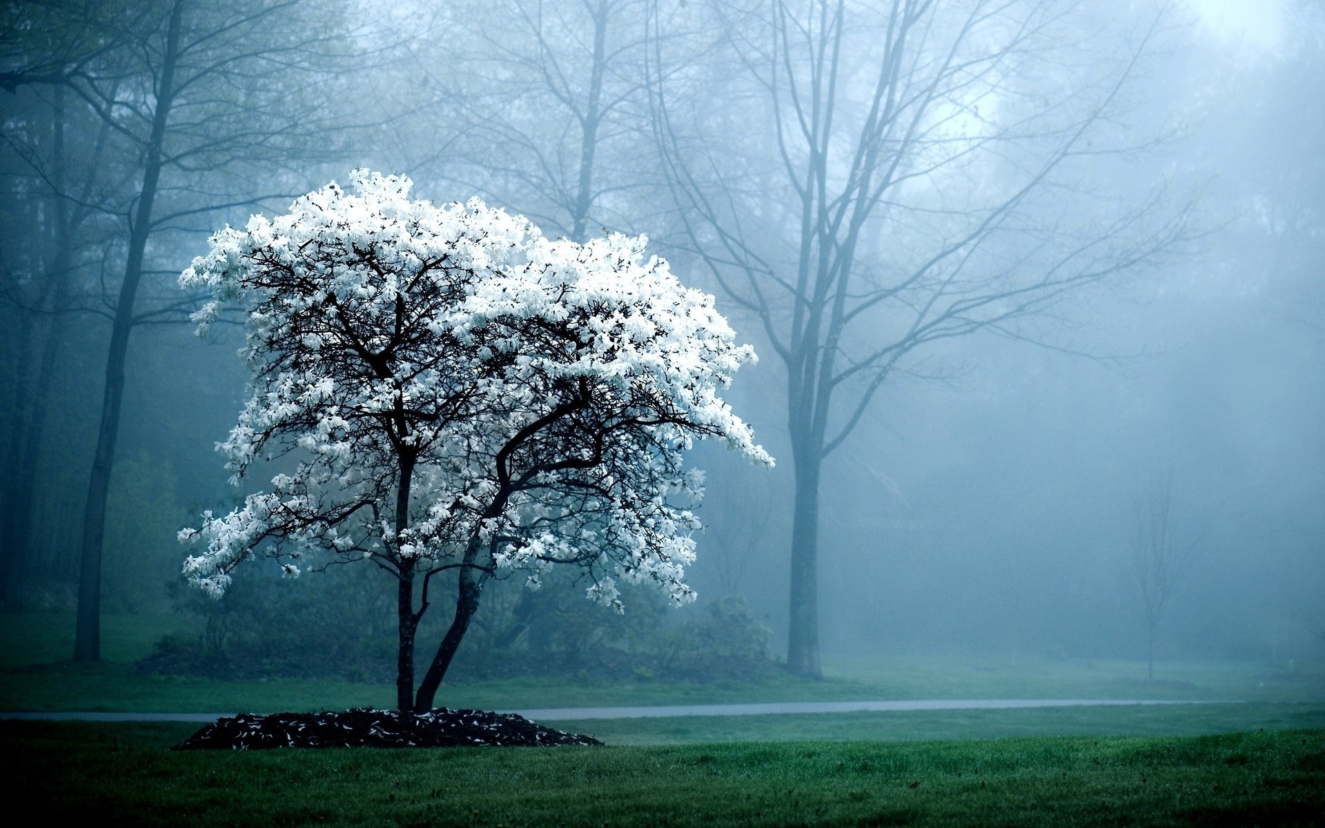 fleurs arbre blanc cuire ket printemps arbres brouillard terre herbe