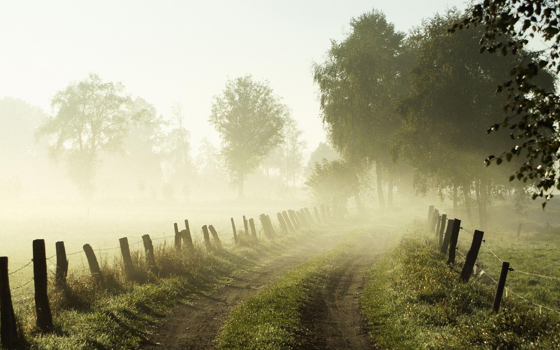 cook kate columns fence trees fog nature landscape road grass summer green