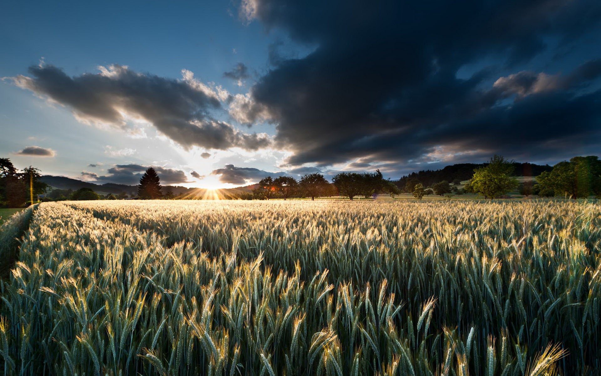 saf garbanzos puesta de sol árboles cielo campo espiguillas sol nubes