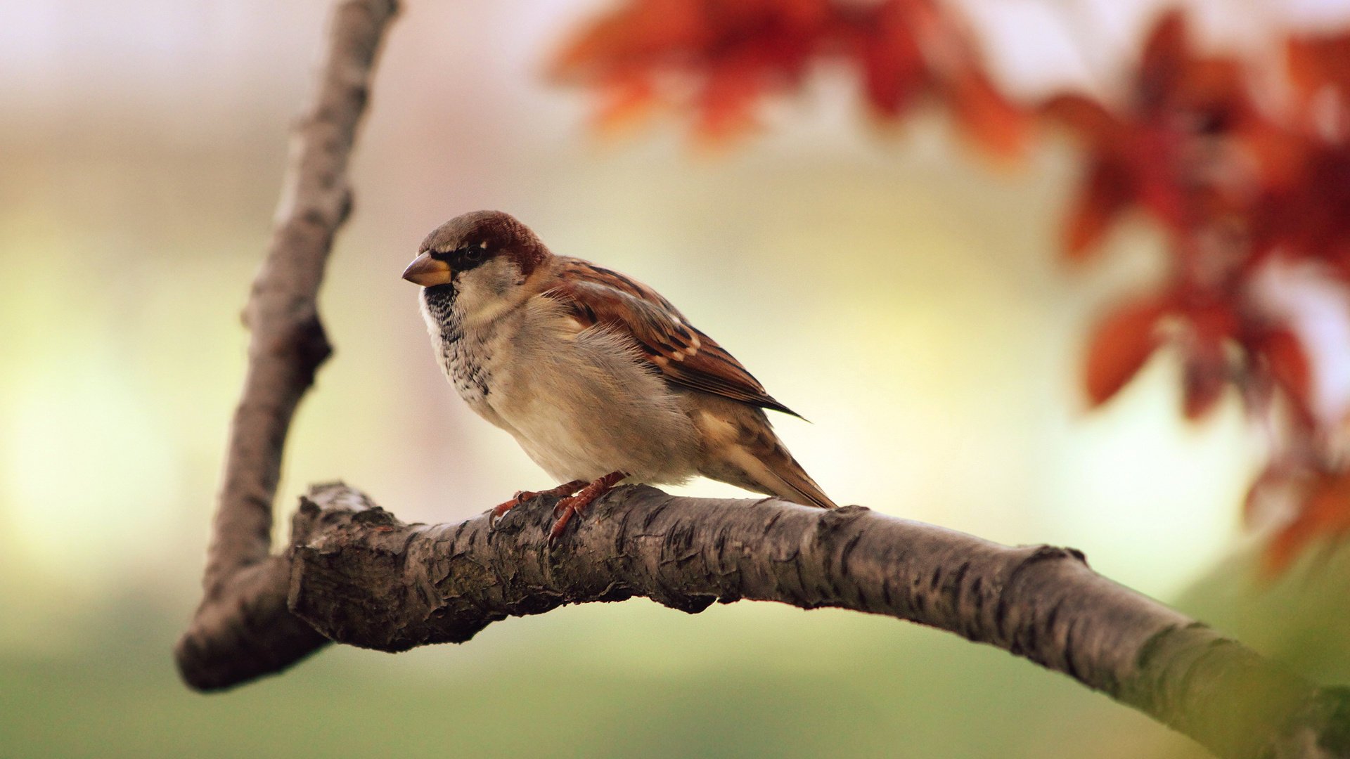 wróbel ptaki natura pierzaste zwierzęta jesień