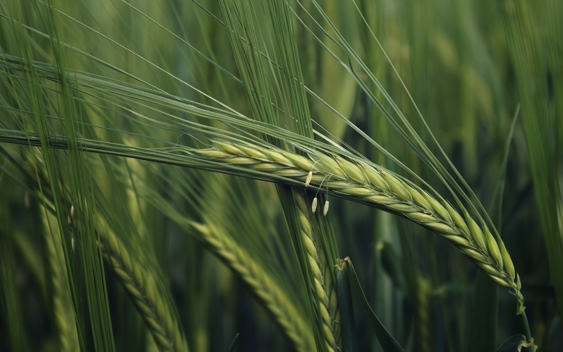 cove collo macro spighette campo grano verdi estate cereali