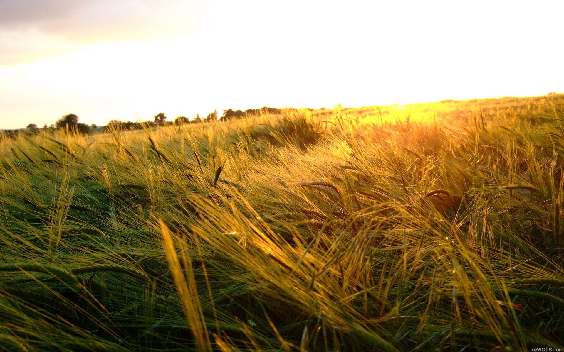 cocinar ket campo cielo espigas verano sol naturaleza paisaje trigo