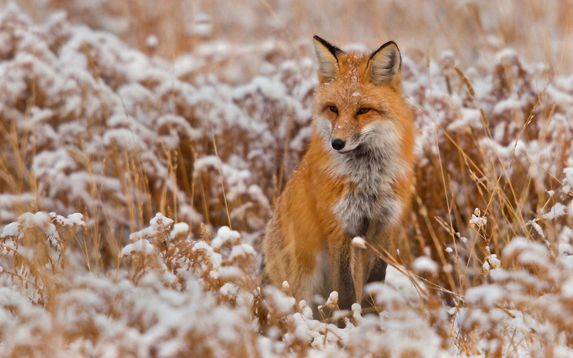 fox red the trick mind ears winter animals face snow