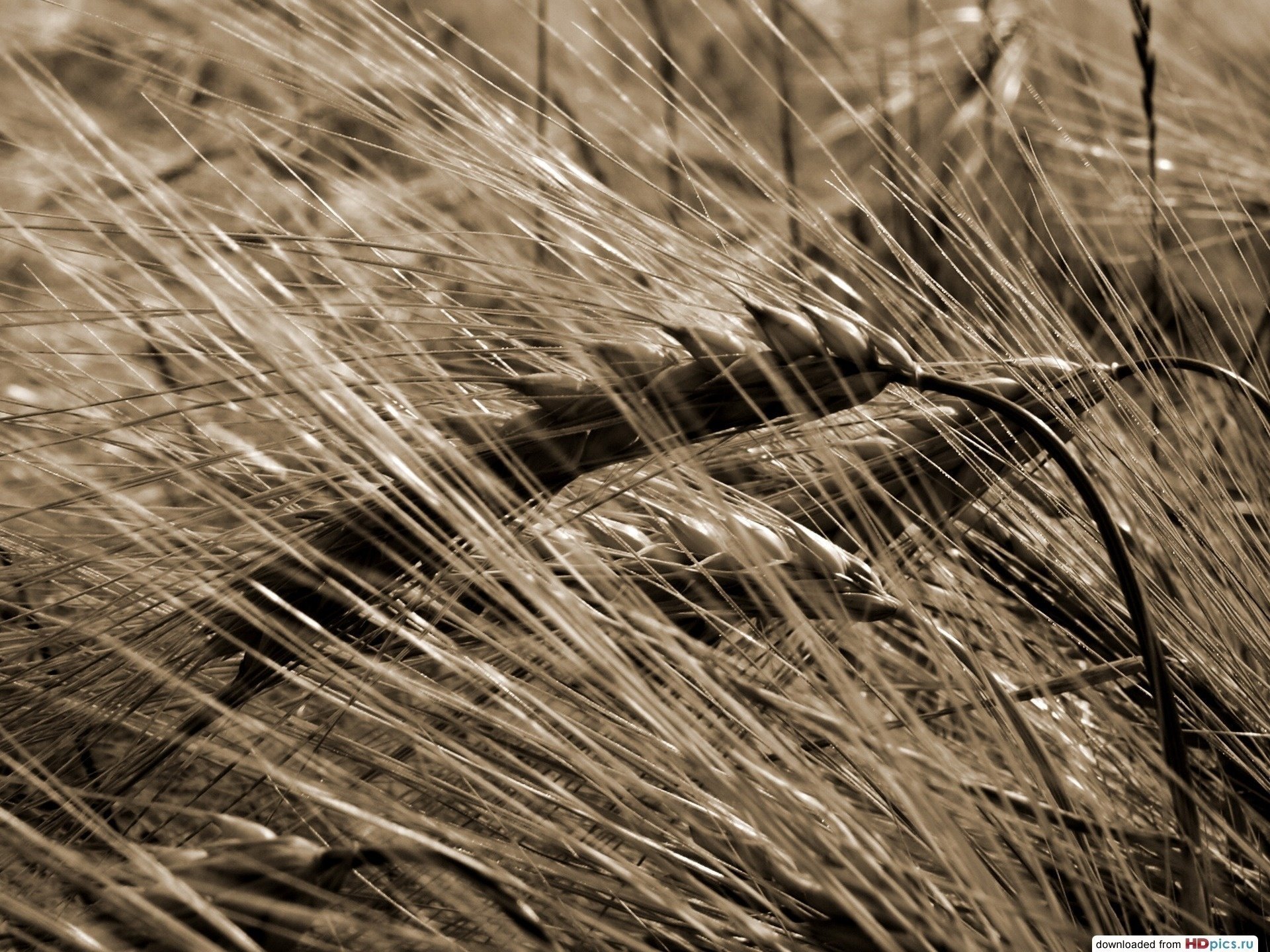 makro nev makro ährchen weizen foto sepia feld sommer