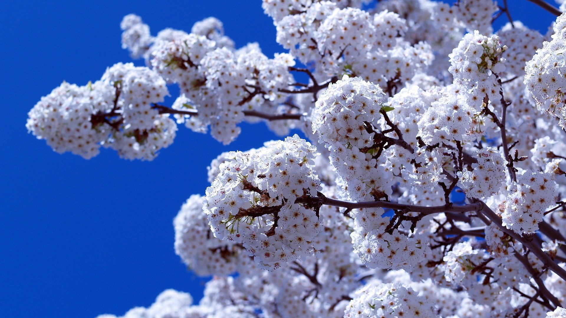 primavera fiori fioritura cielo ramo