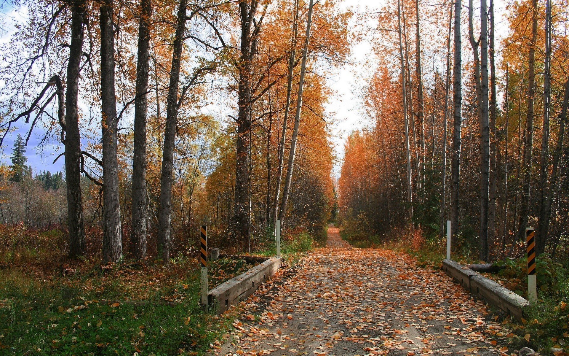 tsv neck herbst wald straße bäume park laub straße stämme natur landschaft