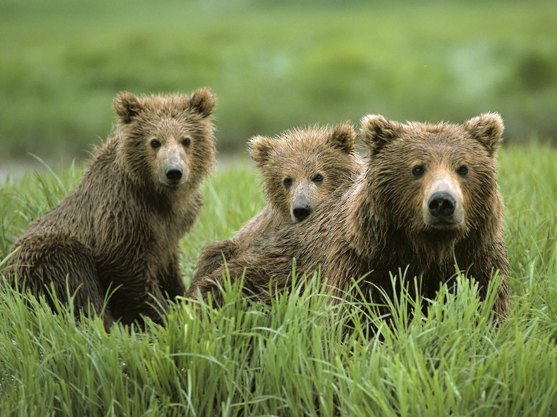 ours famille animaux esprit nature pied bot