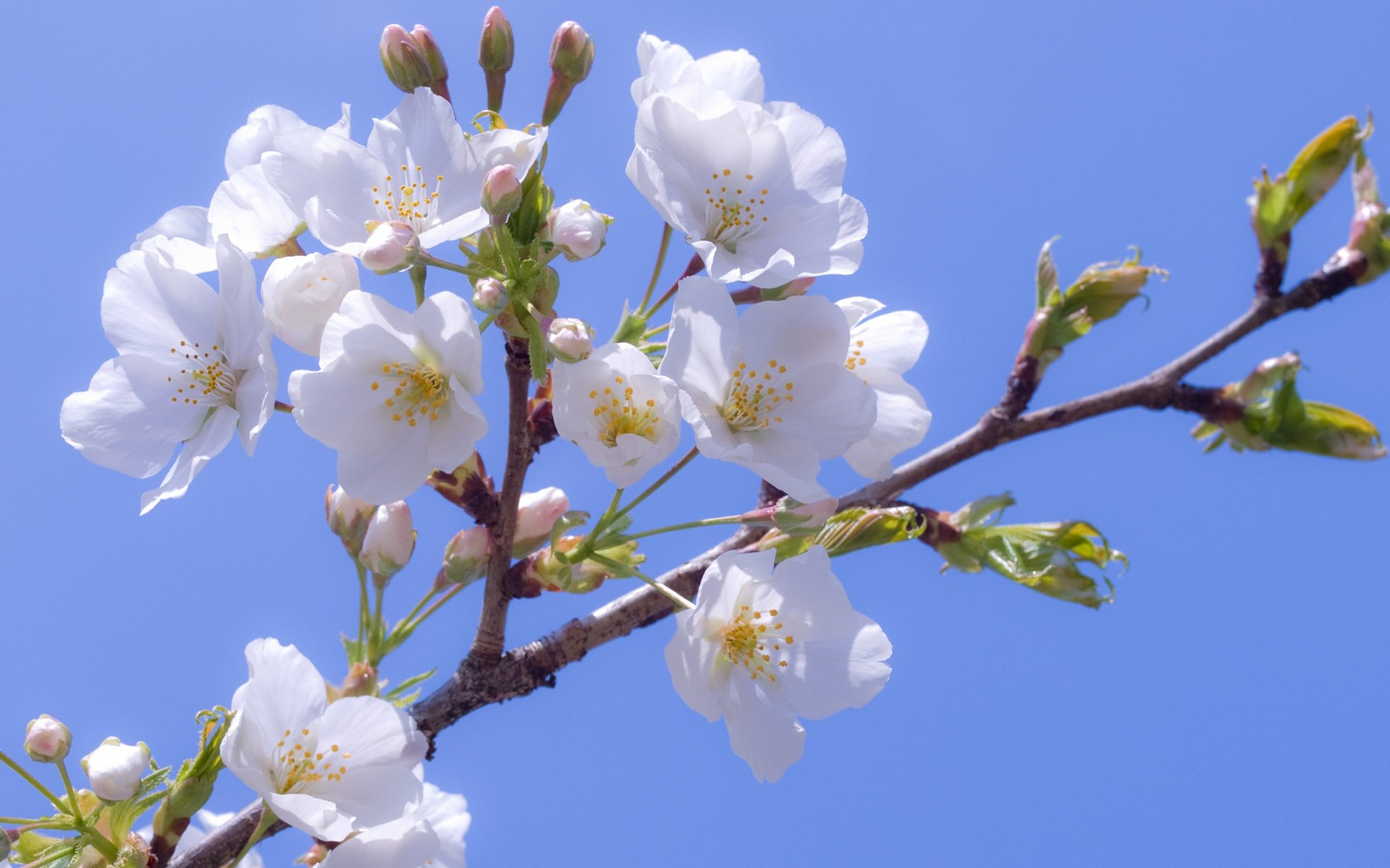 cherry flowers white sakura flowering snow-white sky freshness tenderness flowers branch spring nature macro