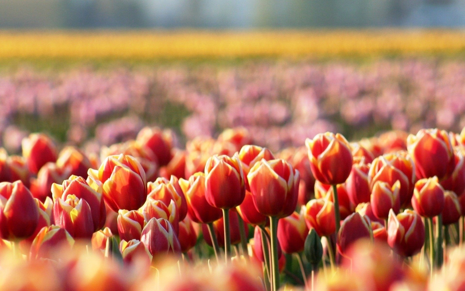 flowers tulips spring red blur glade field of flower