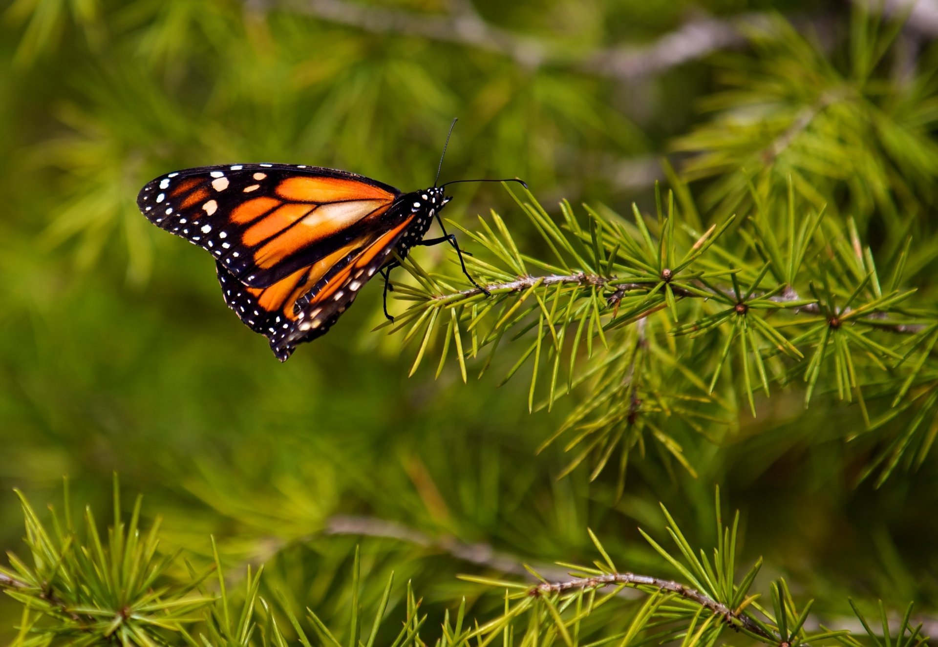 monarch motyl skrzydła wzór kolory makro anteny zwierzęta owady