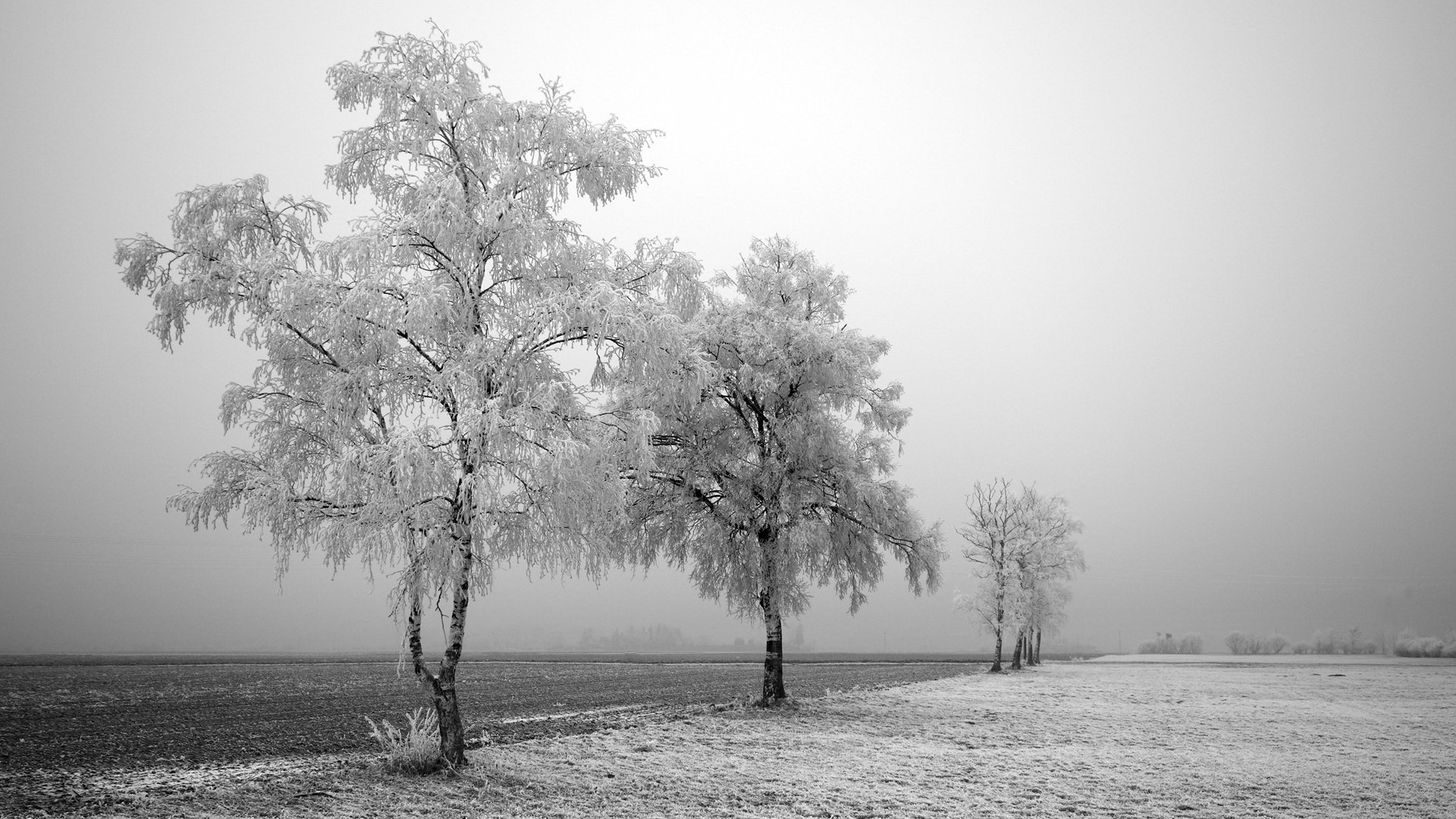 rouge ble hiver neige arbres champ noir et blanc givre pré gris ciel nature paysage