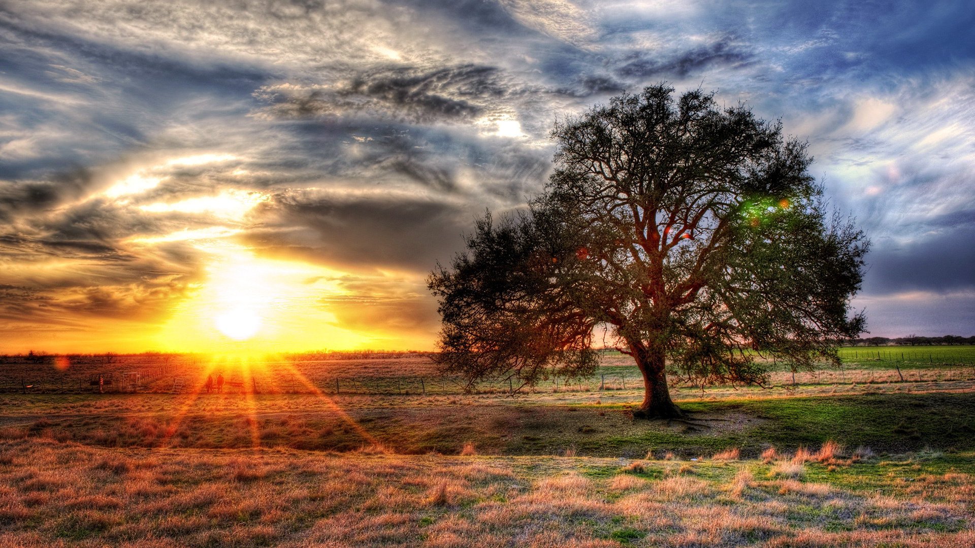 ner cov tramonto alberi cielo campo sole