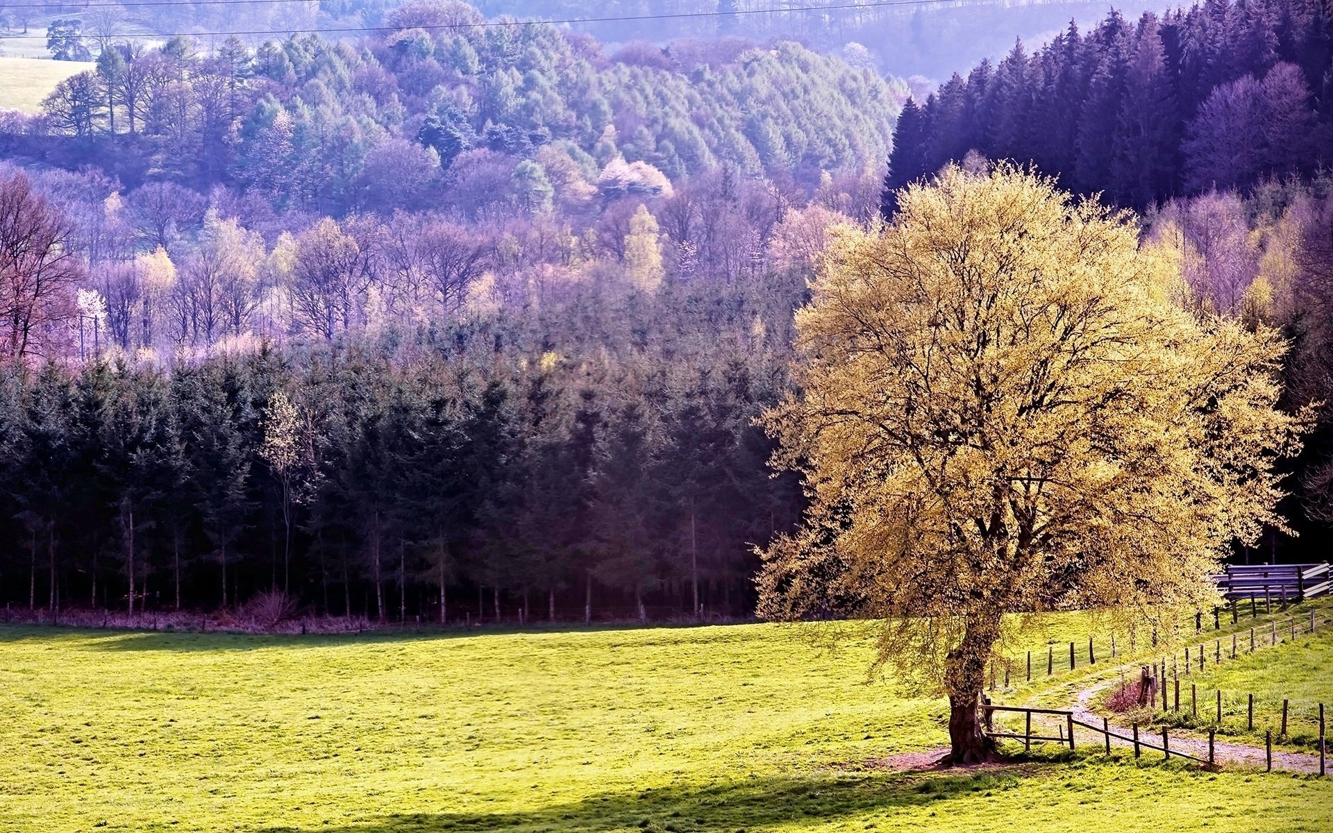 ed ric natur berge wald bäume landschaft herbst dickicht zaun feld grün rasen