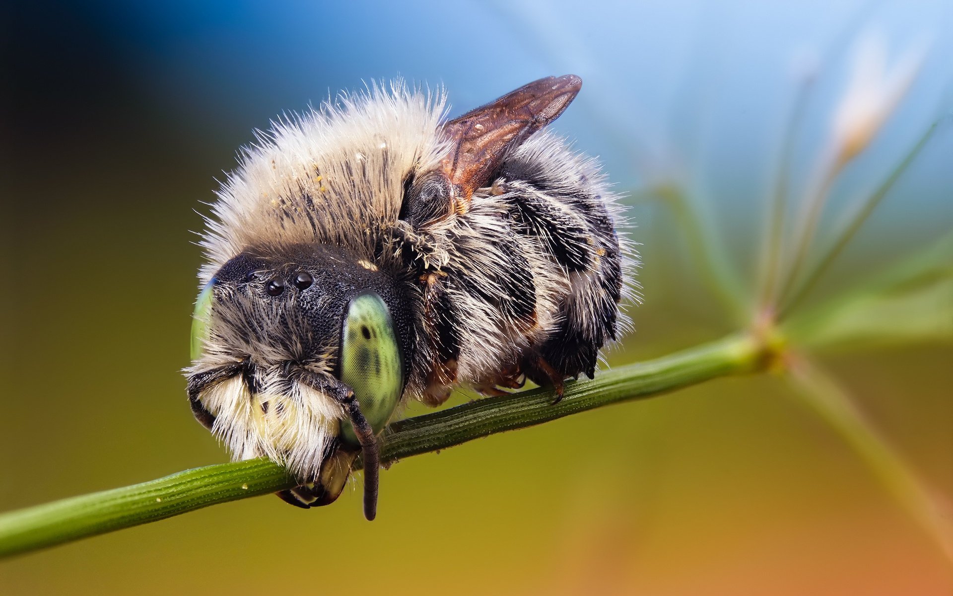 ed ric makro tiere insekten augen