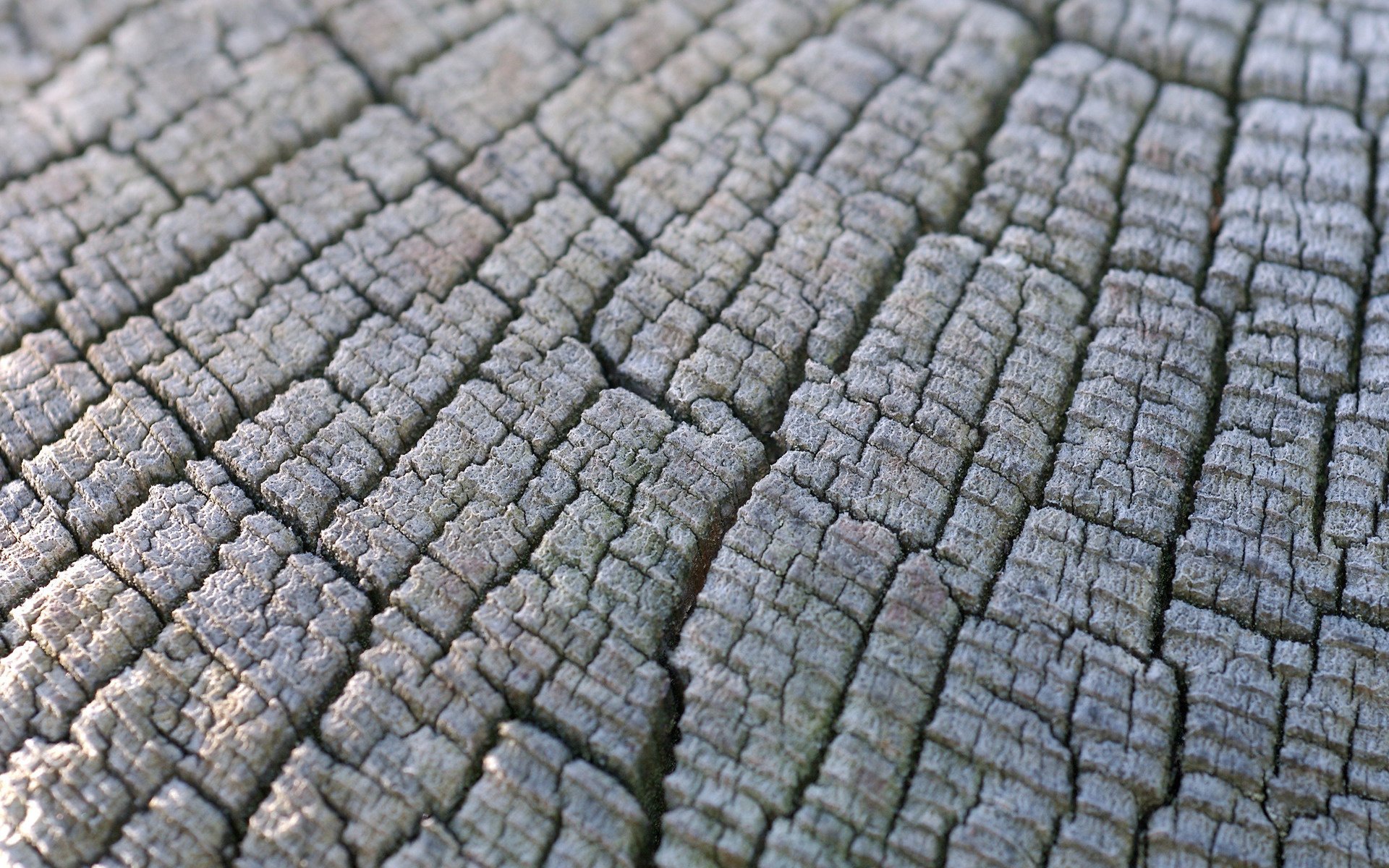 texture legno ceppo legno macro texture