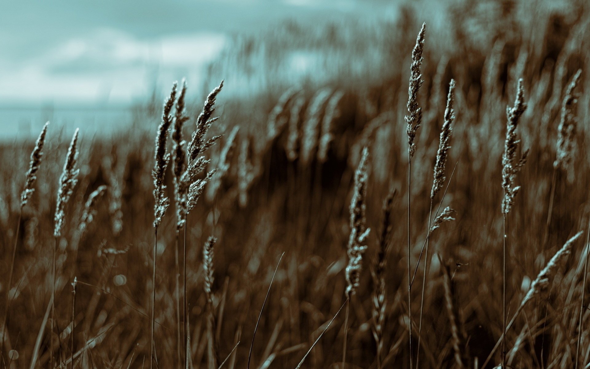 af chickpeas texture macro field grass spikelets summer bay sunset