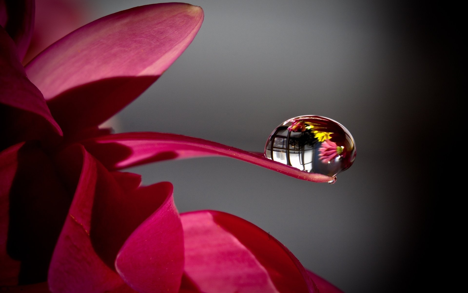 cook kate flower petal drop rosa macro background reflection