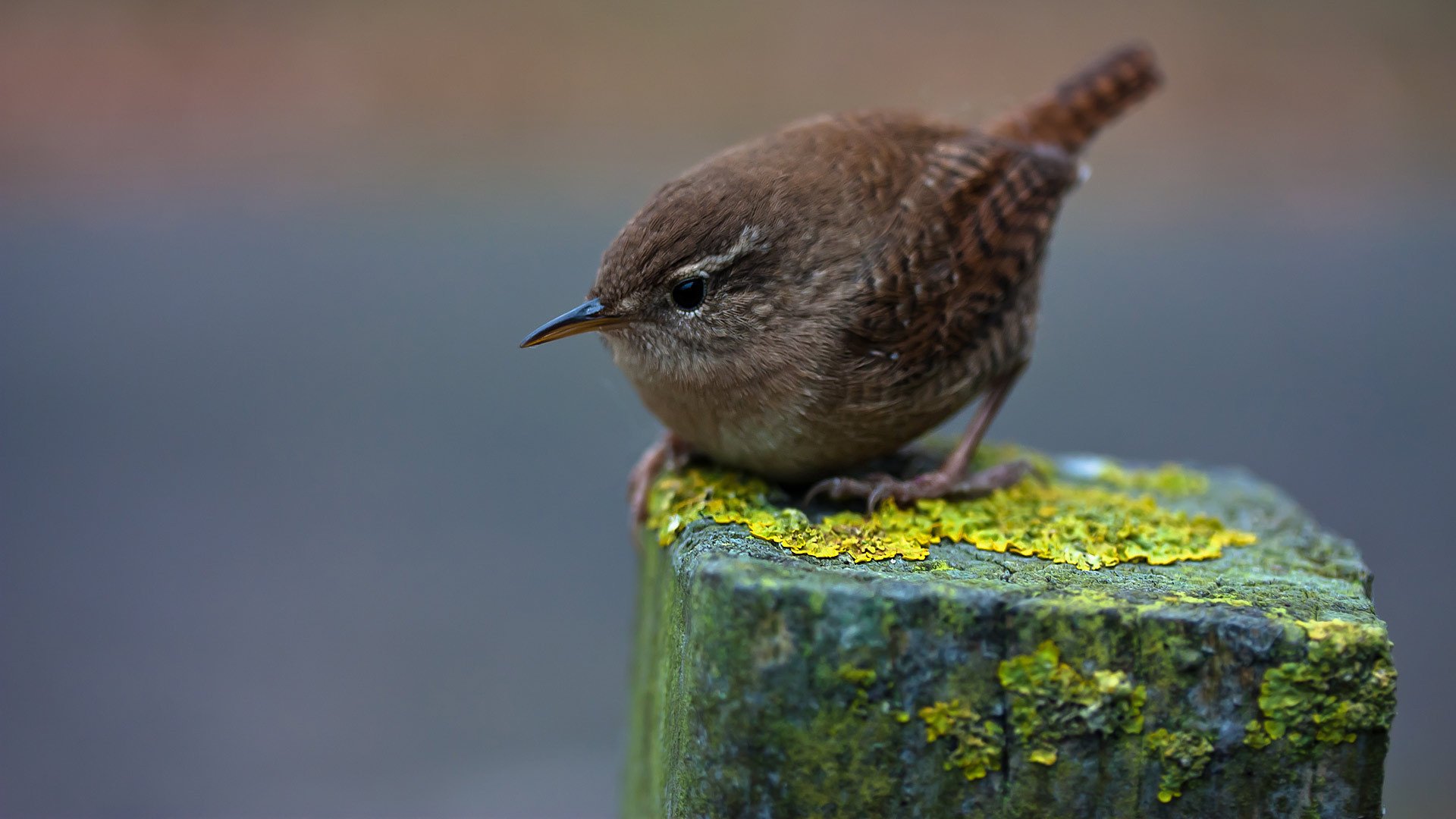 wren zimowy strzyżyk zimowy ptak pierzasty makro zwierzęta oczy