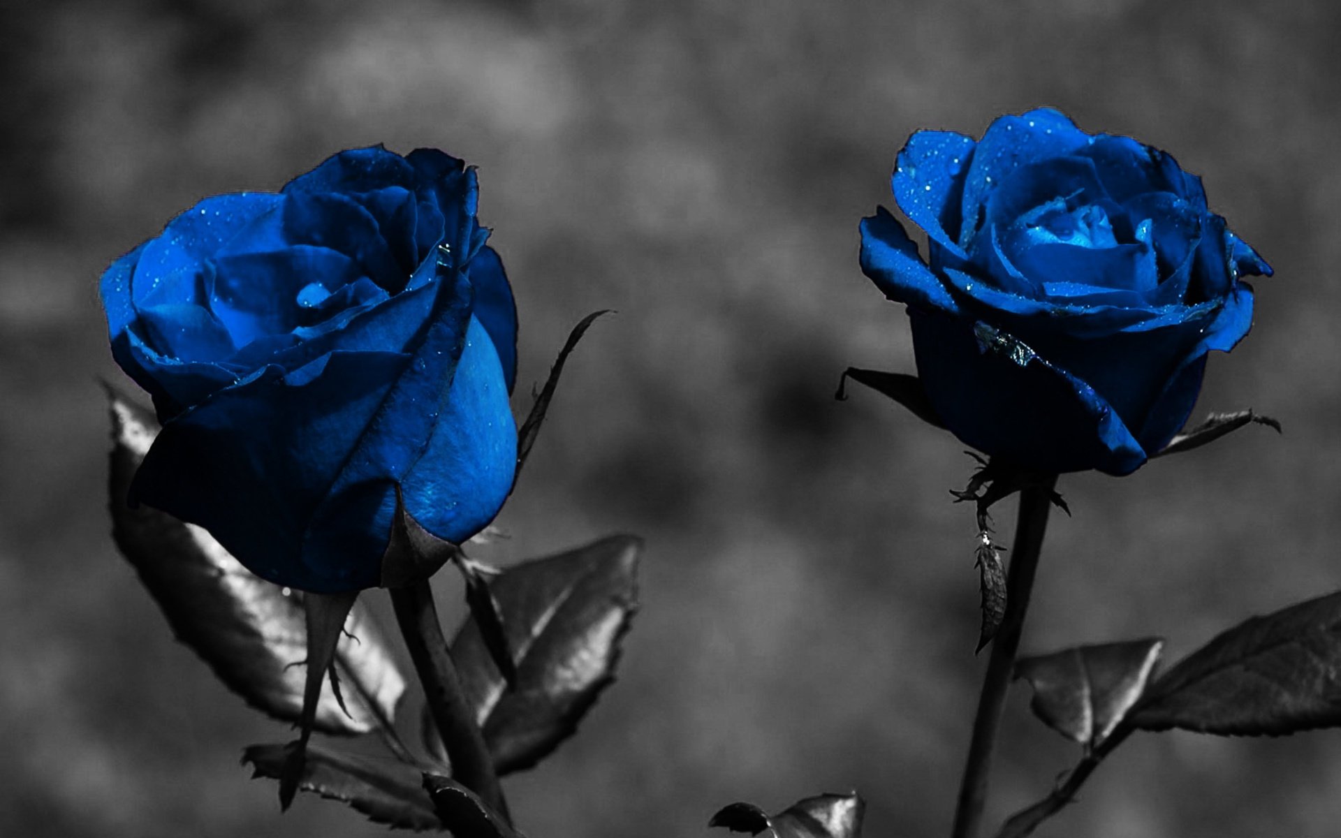 fiori blu nero saf ceci rose macro