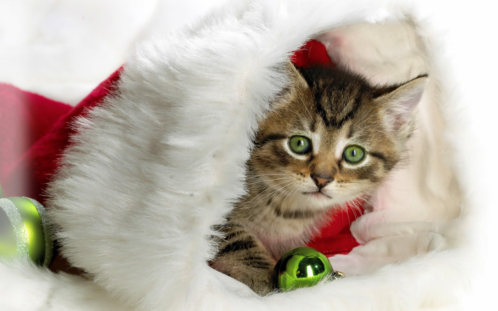 neujahr hut kätzchen tiere katze aussehen miau miau miau miau augen schnauze feiertage santaclaus weihnachtsschmuck katze katze nyashka