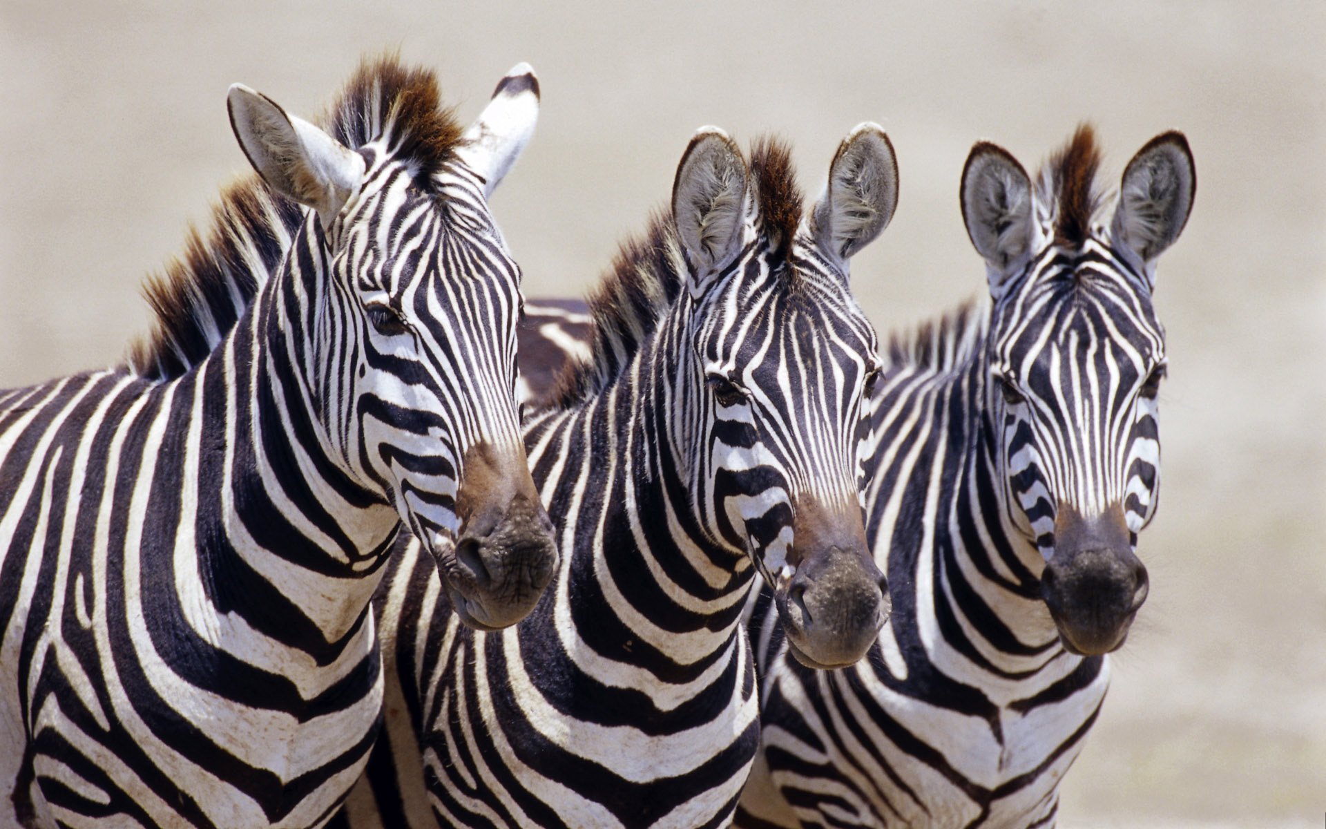 nero zebra strisce bianco africa animali ungulati