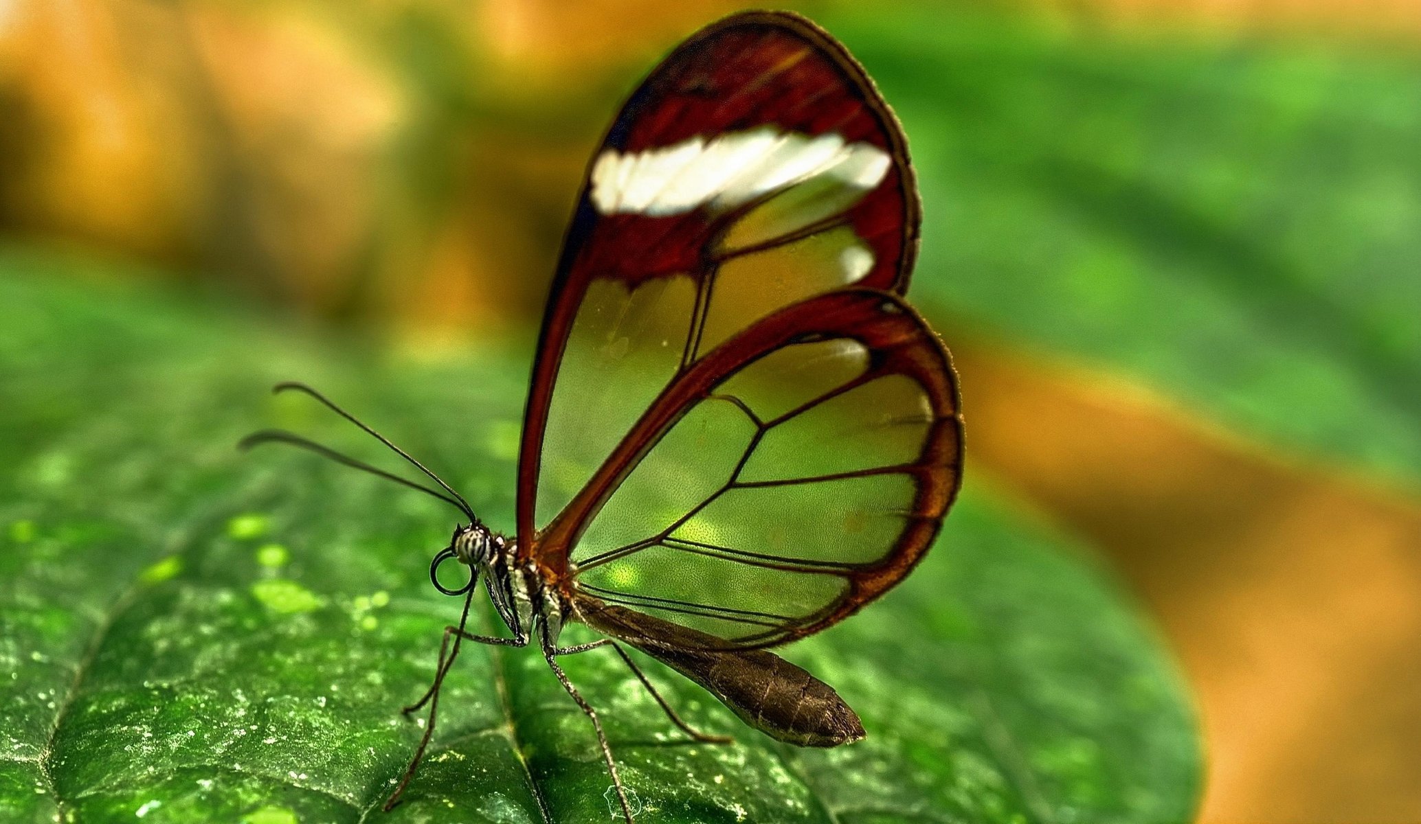 teklokeramika glasswing ha butterfly wings pattern macro antenna animals insect