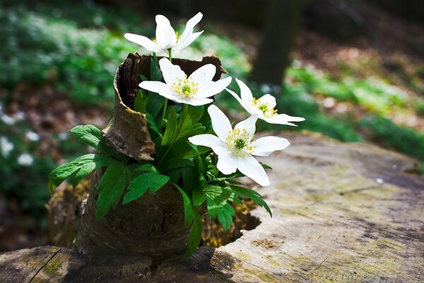 Plantas con flores en el sol de primavera