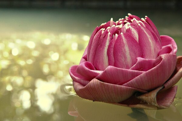 Pink tenderness on the water