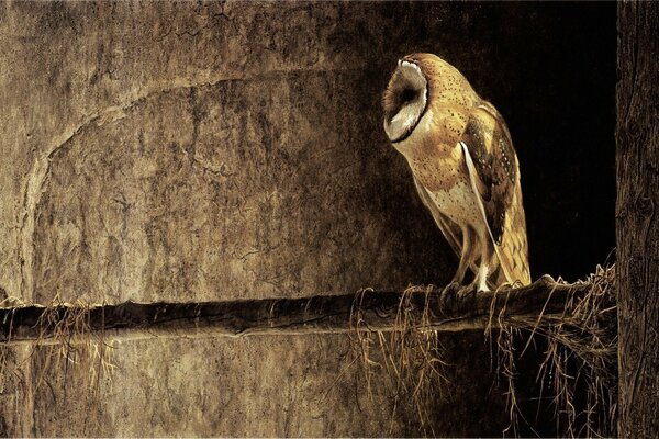 Photo de nuit d un hibou sipuhi assis sur une branche d arbre