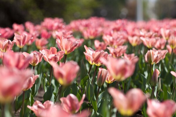 Campo de delicados tulipanes rosados