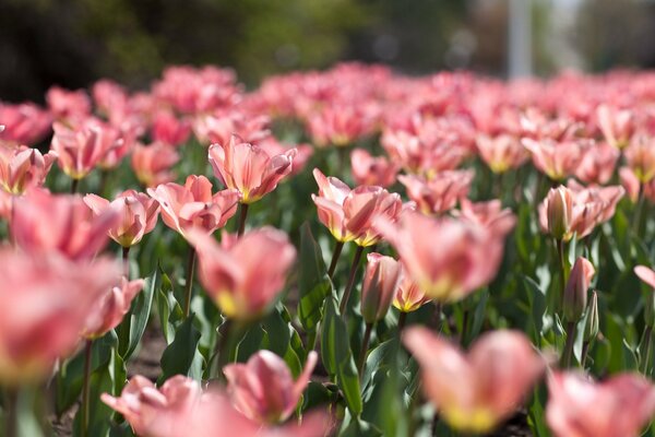 Un campo di delicati tulipani rosa