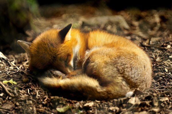 A defenseless fox cub sleeps on the ground