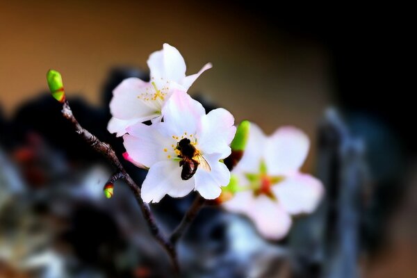 Una abeja se sentó en una flor