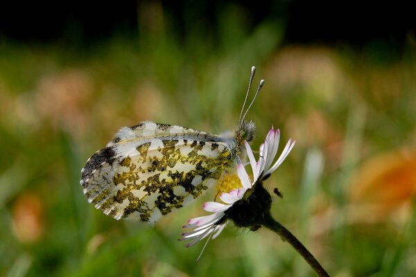 Beau papillon assis sur une Marguerite