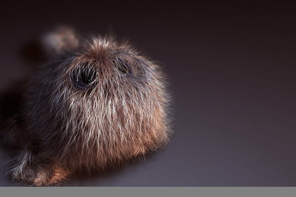 Fur toy with eyes on a solid background