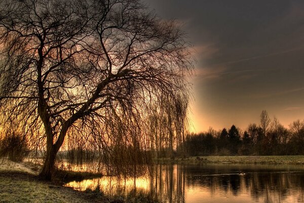 A dry tree leaned over the lake