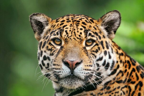 Jaguar-Schnauze mit Blick direkt in die Kamera