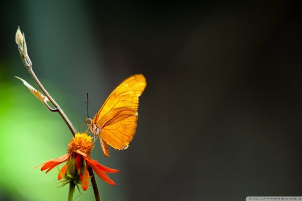Foto macro di bellissimi insetti farfalla